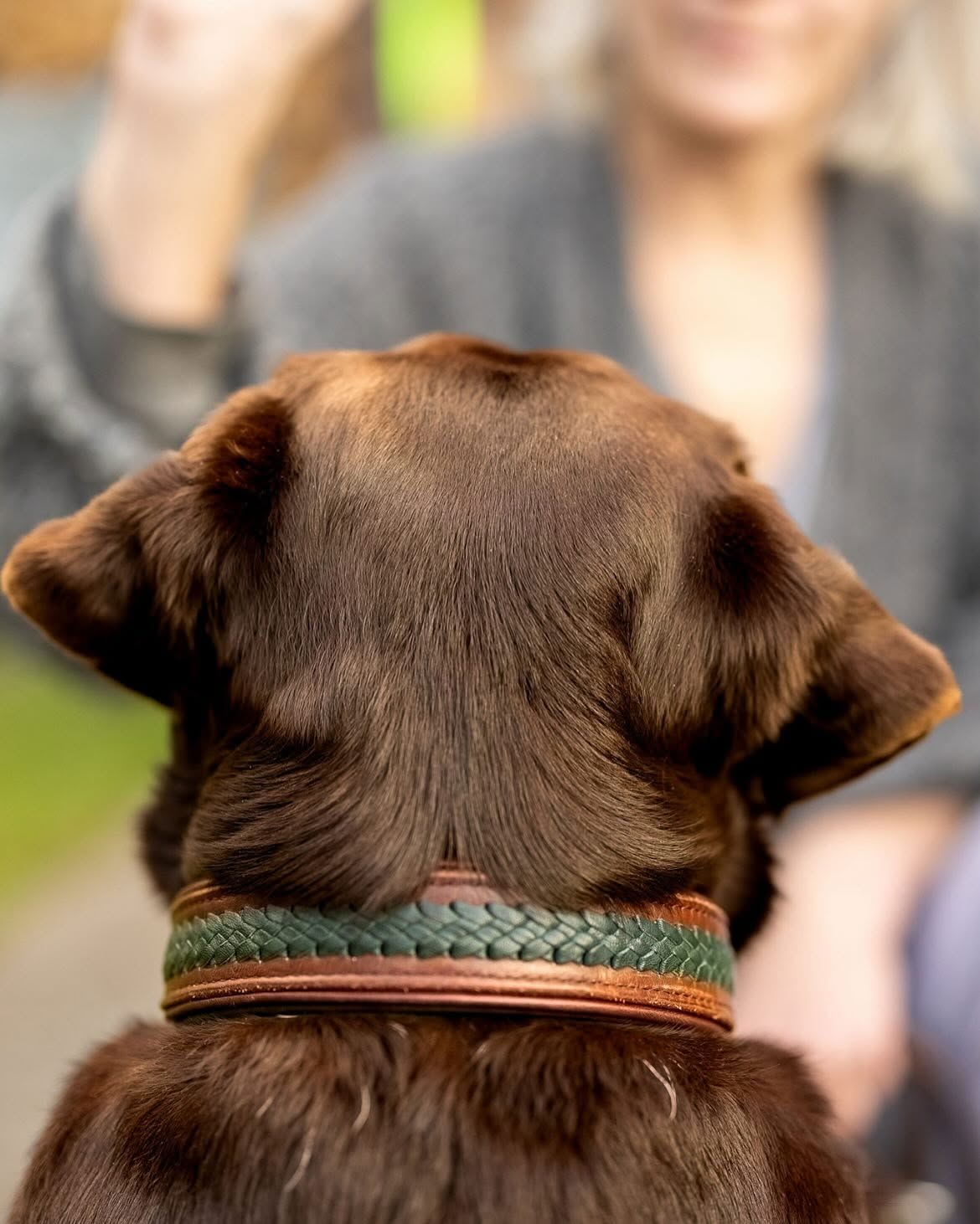 Hund mit grün geflochtenem Halsband, orange gepolstert