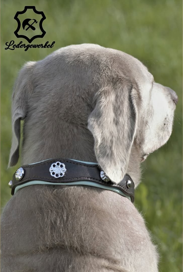 Hund mit braunem Lederhalsband, mint gepolstert, mit silbernen Zierbeschlägen