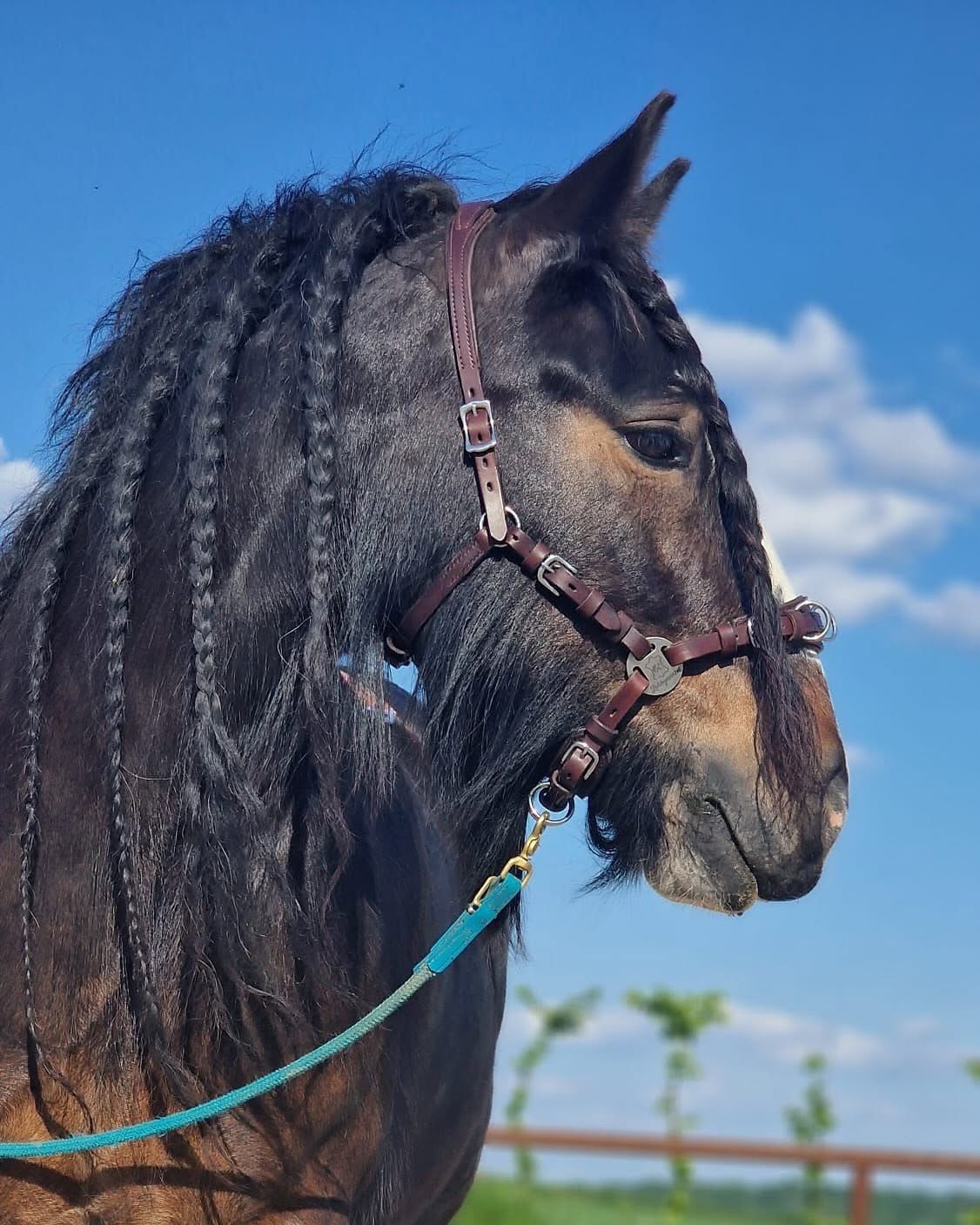Pferd mit braunem gebisslosem Lederzaum und türkiser Führleine