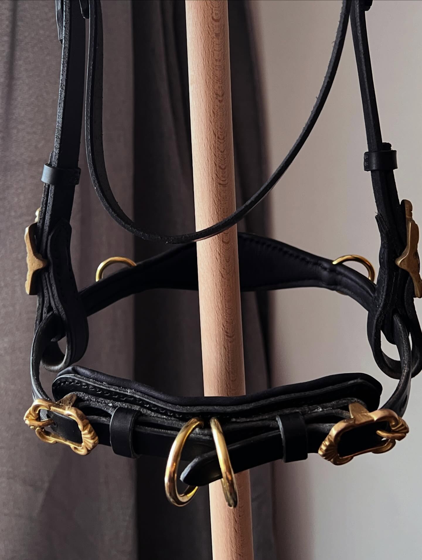Schwarzer Leder-Kappzaum mit goldenen Beschlägen und gepolstertem Nasenriemen